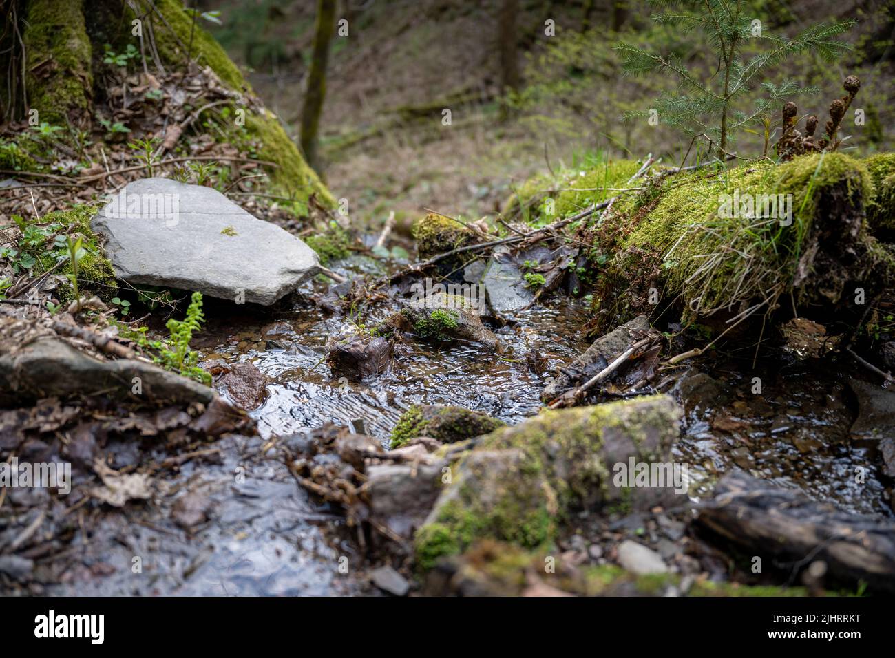 A closeup shot of a small creek among stones covered with moss in the forest Stock Photo