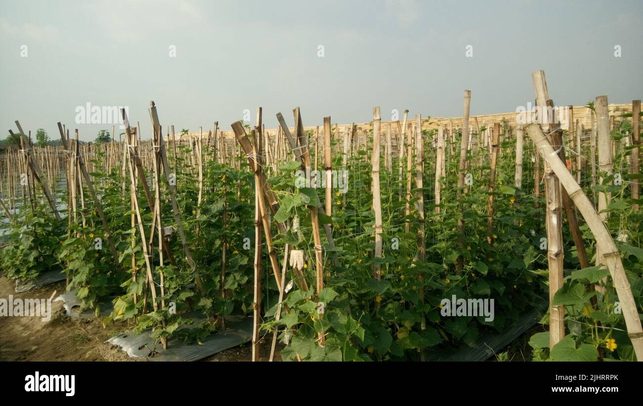 String trellis hi-res stock photography and images - Alamy