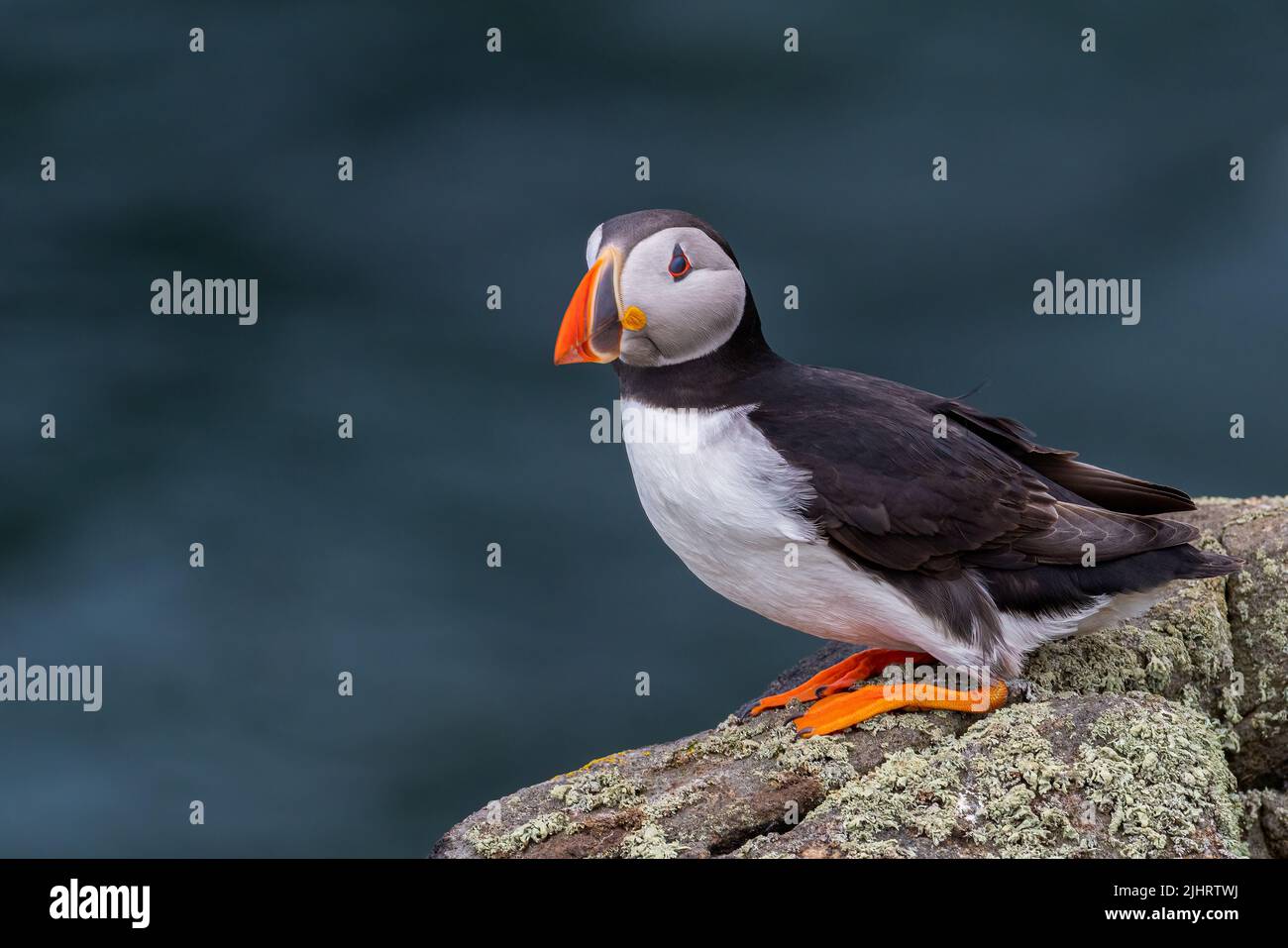 Atlantic Puffin (Fratercula arctica) standing on cliff top on Isle of May Stock Photo
