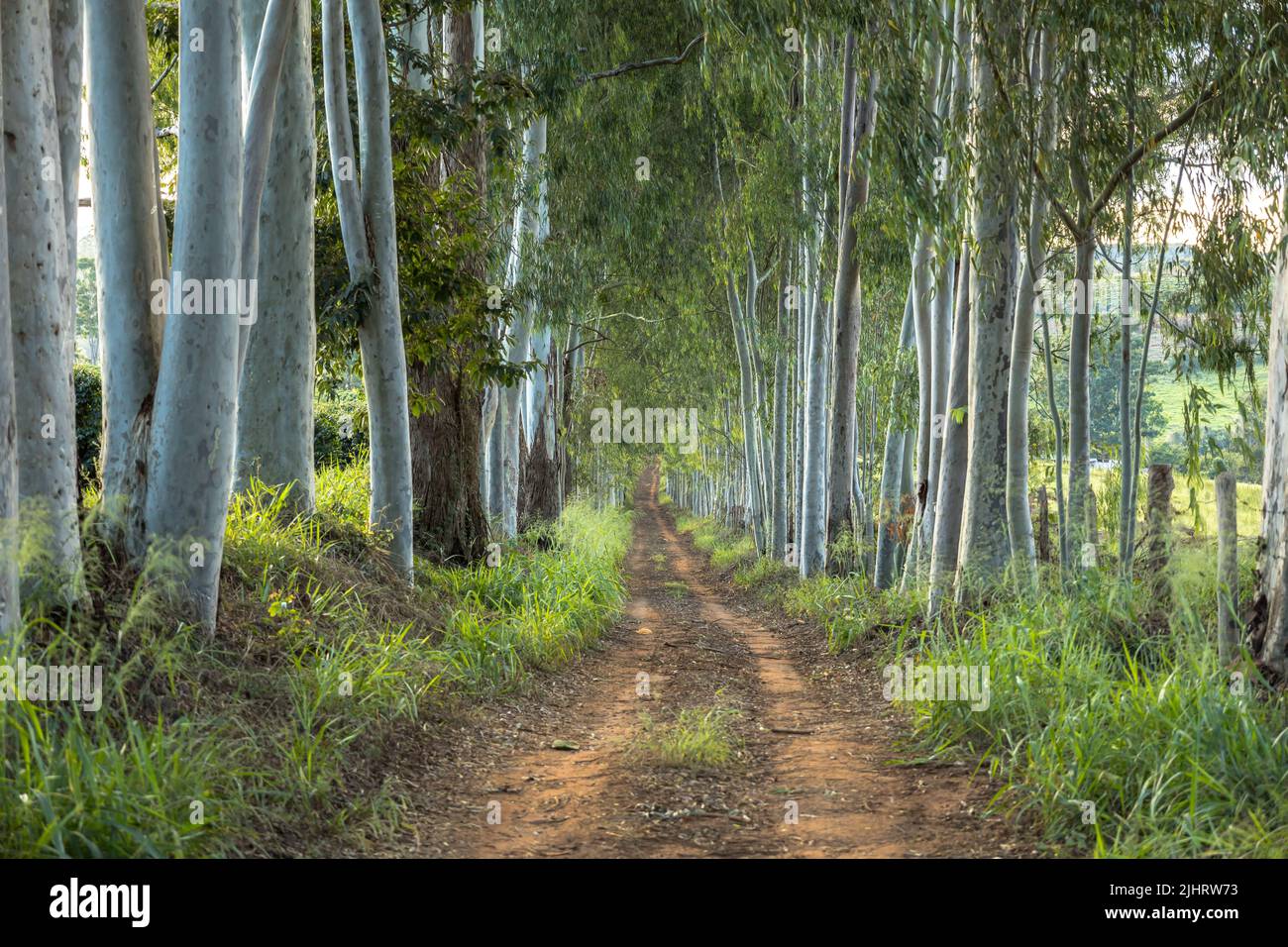 A pathway between trees and grass in a forest Stock Photo - Alamy
