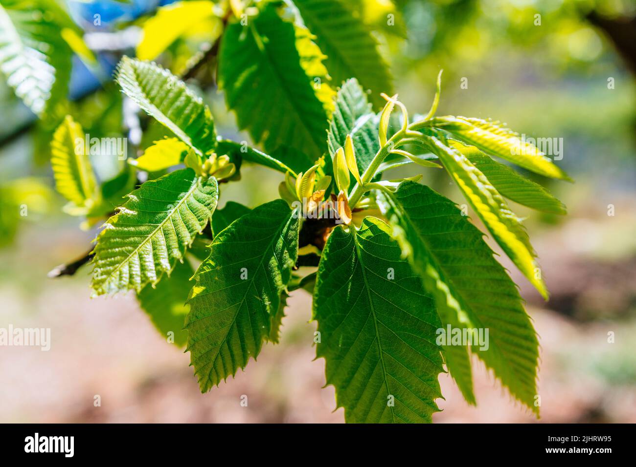 Cherry tree leaves hi-res stock photography and images - Alamy