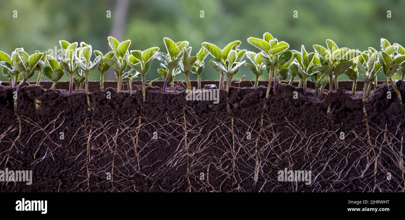 Fresh green soybean plants with roots Stock Photo - Alamy