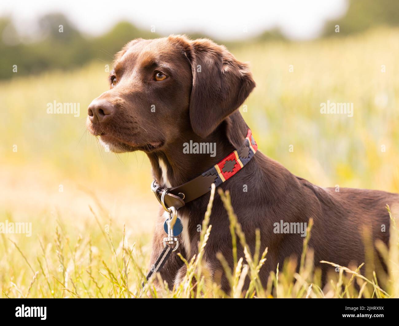 Chocolate Labrador Springer Spaniel mixed breed dog called a Springador lying in a field of grass. Stock Photo