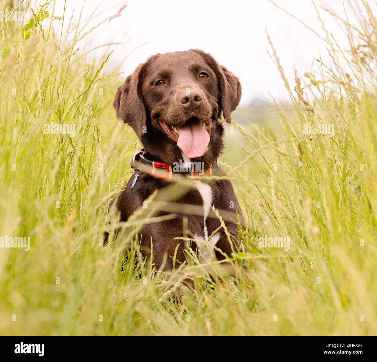 Chocolate Labrador Springer Spaniel mixed breed dog called a Springador lying in a field of long grass. Stock Photo