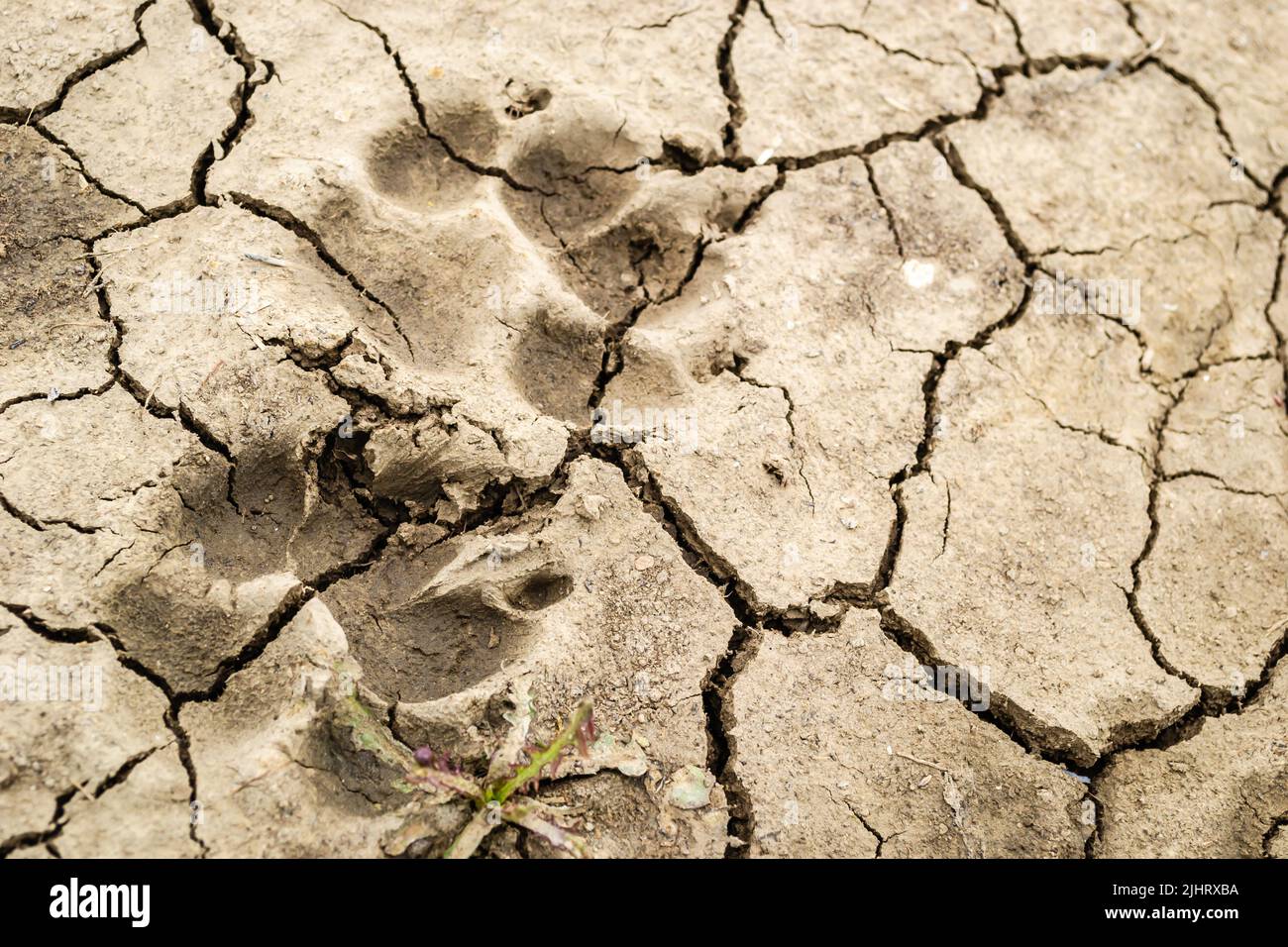 Dirty paw prints hires stock photography and images Alamy