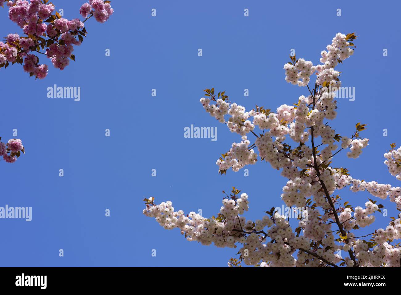 A low angle of cherry blossom against blue sky background Stock Photo ...