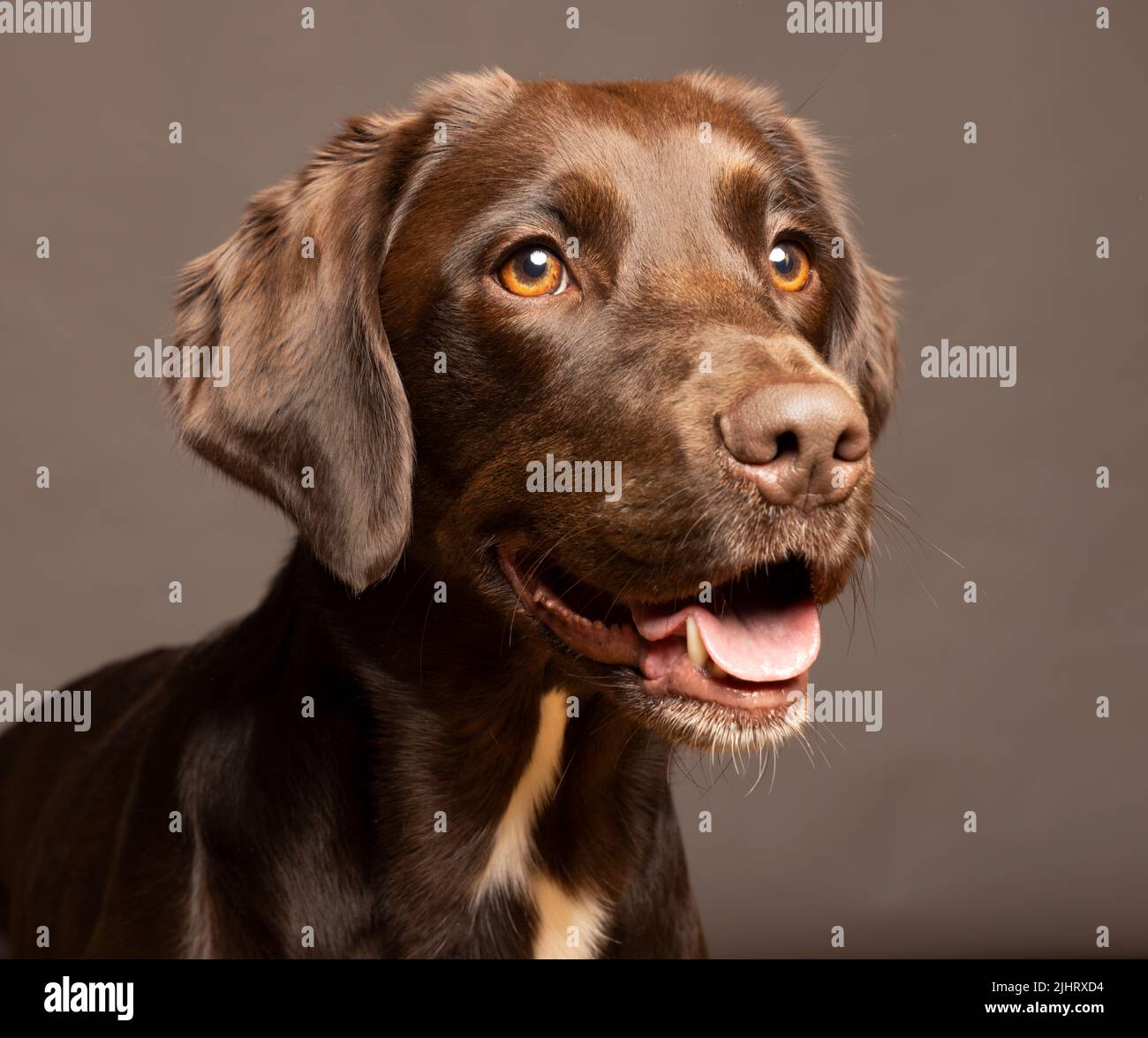 Isolated headshot of a Chocolate Labrador Springer Spaniel mixed breed dog called a Springador with a plain background Stock Photo