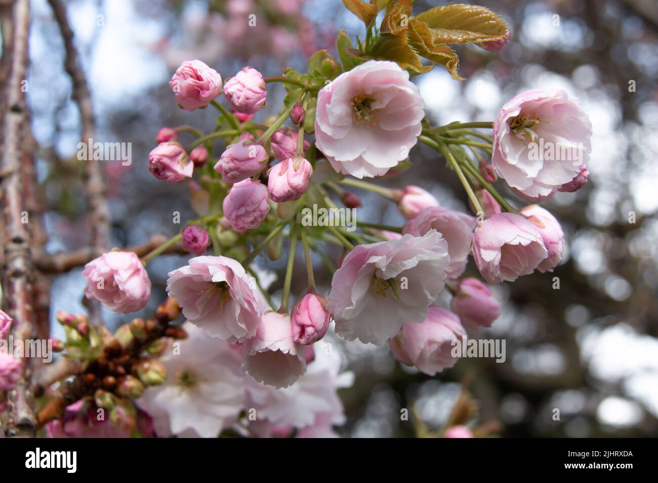 Cherry blossoms at Trinity College in Dublin, Ireland, bloom on a bright sunny day in the country's capital. Beautiful, dainty, delicate, lovely. Stock Photo