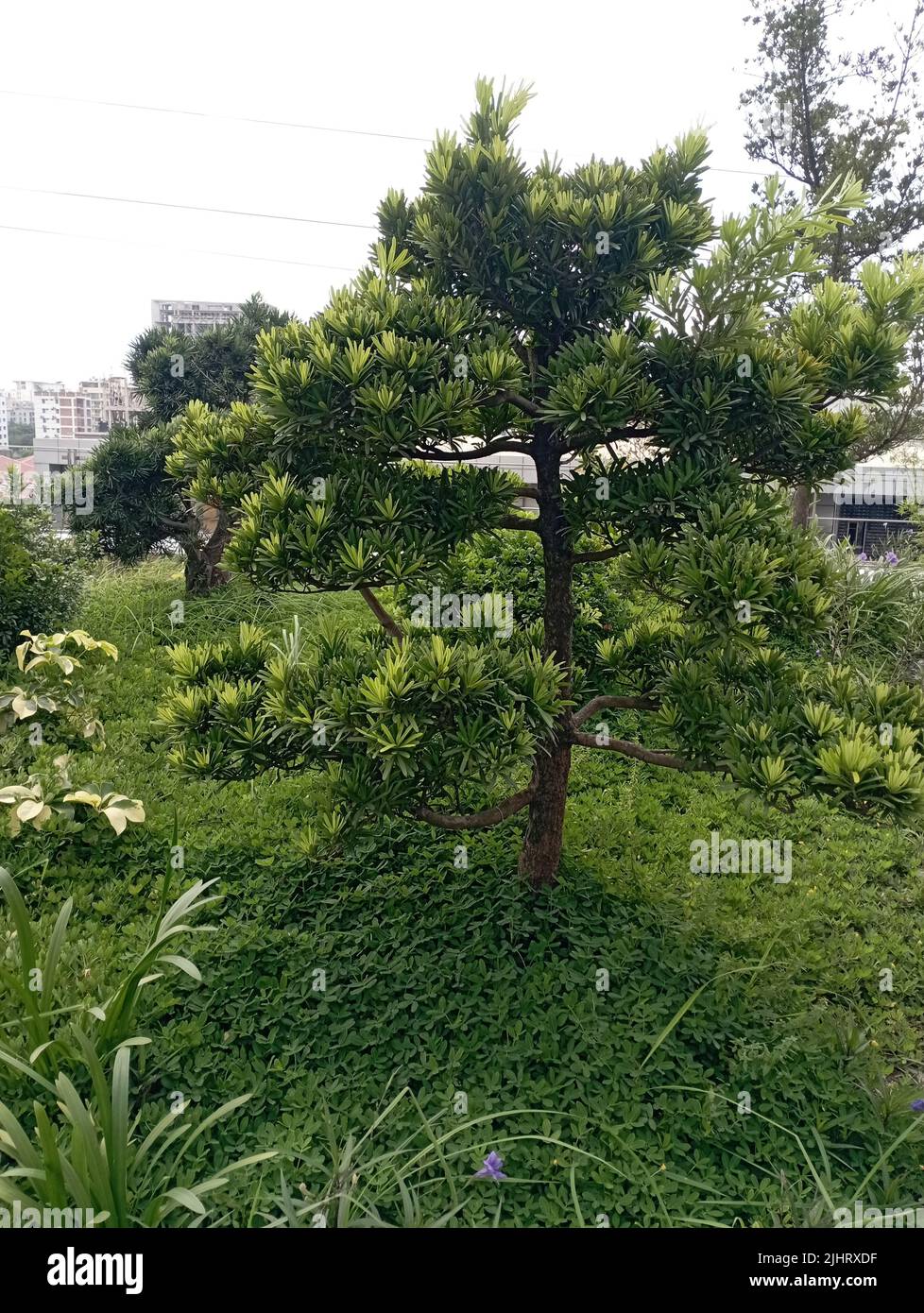 A Bonsai Podocarpus Neriifolius, beautiful cluster of green leaves Stock Photo