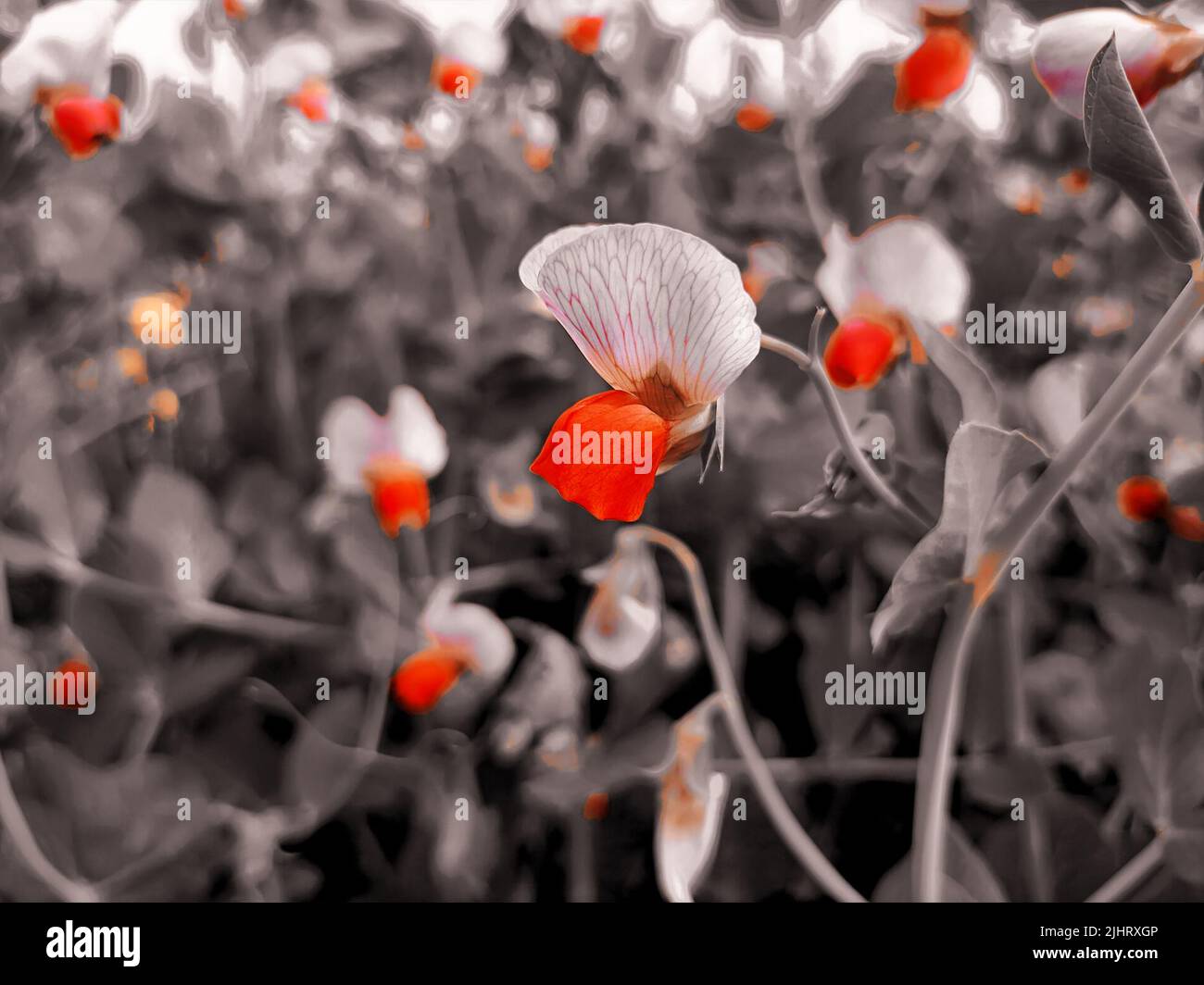 Black and white poppy field hi-res stock photography and images - Alamy
