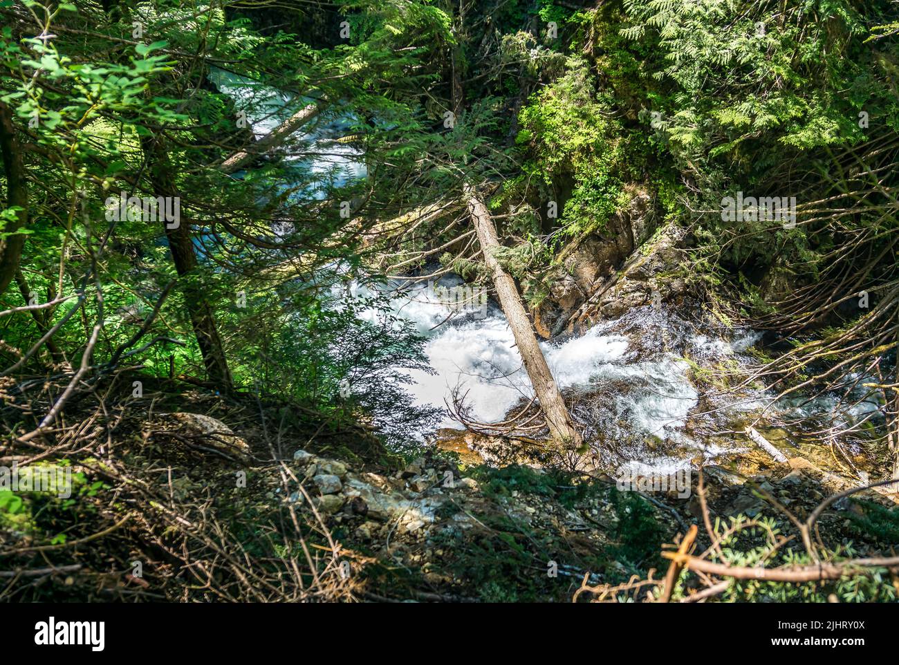 Tree truncks and brandes hang over Denny Creek in Washinton State. Stock Photo