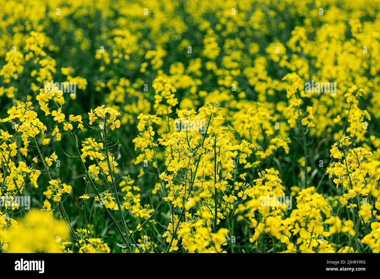 A yellow rapeseed flower field on a sunny day Stock Photo - Alamy