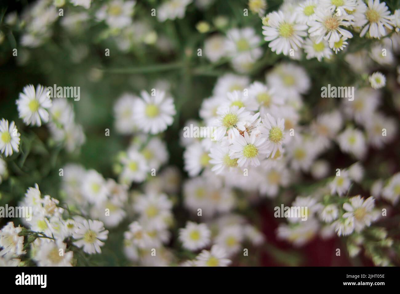 A selective focus shot of small white aster flowers Stock Photo