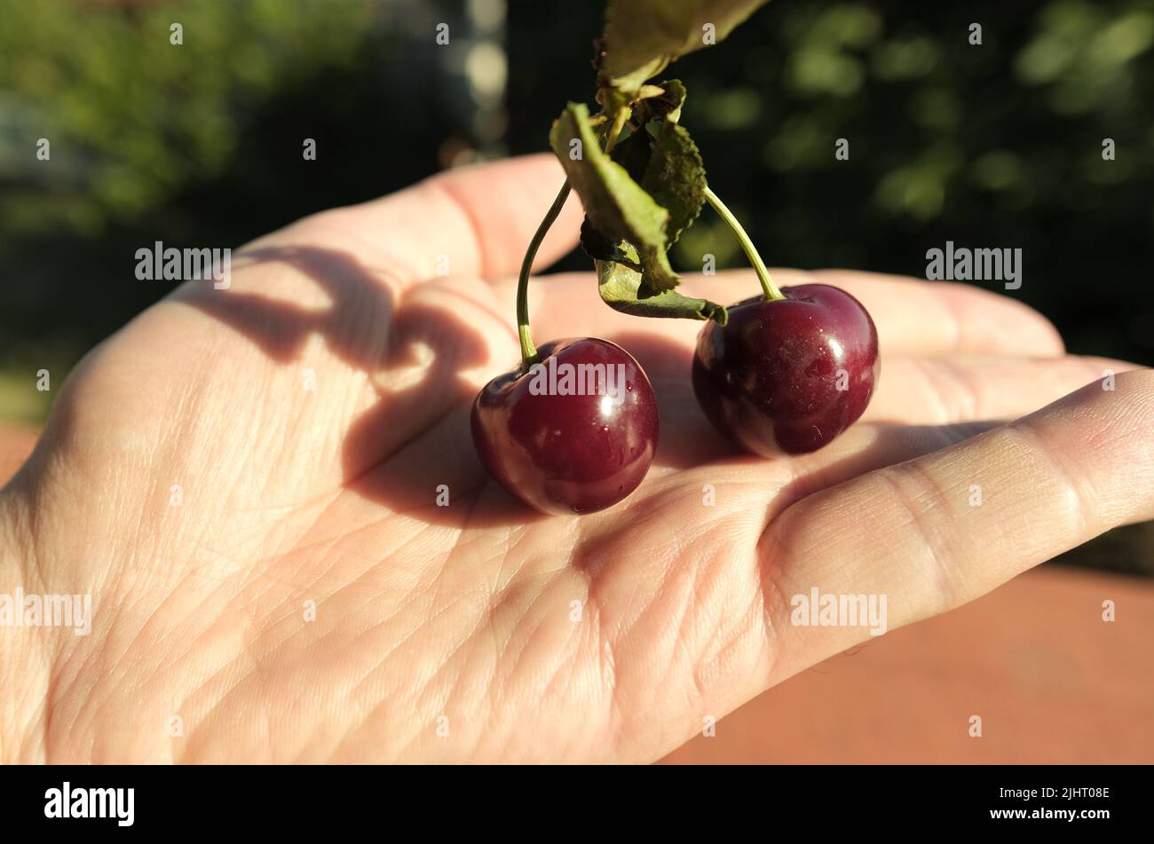 Red cherry in hand hi-res stock photography and images - Alamy