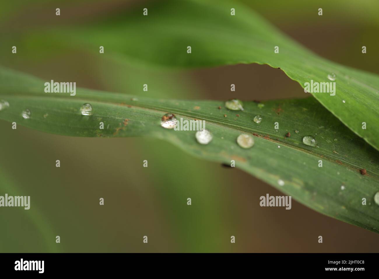 A closeup shot of water drops on a green leaf surface after rain in a forest Stock Photo