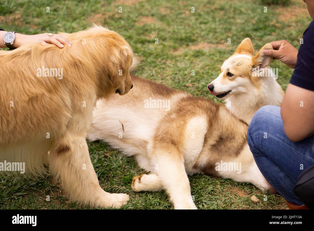 Malamute x best sale golden retriever