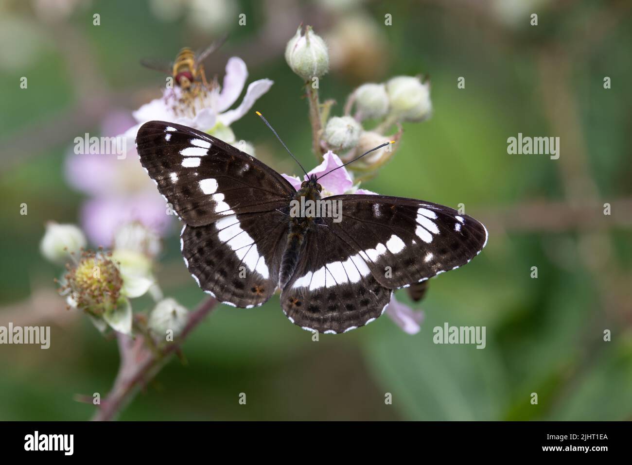 the-eurasian-white-admiral-butterfly-hi-res-stock-photography-and