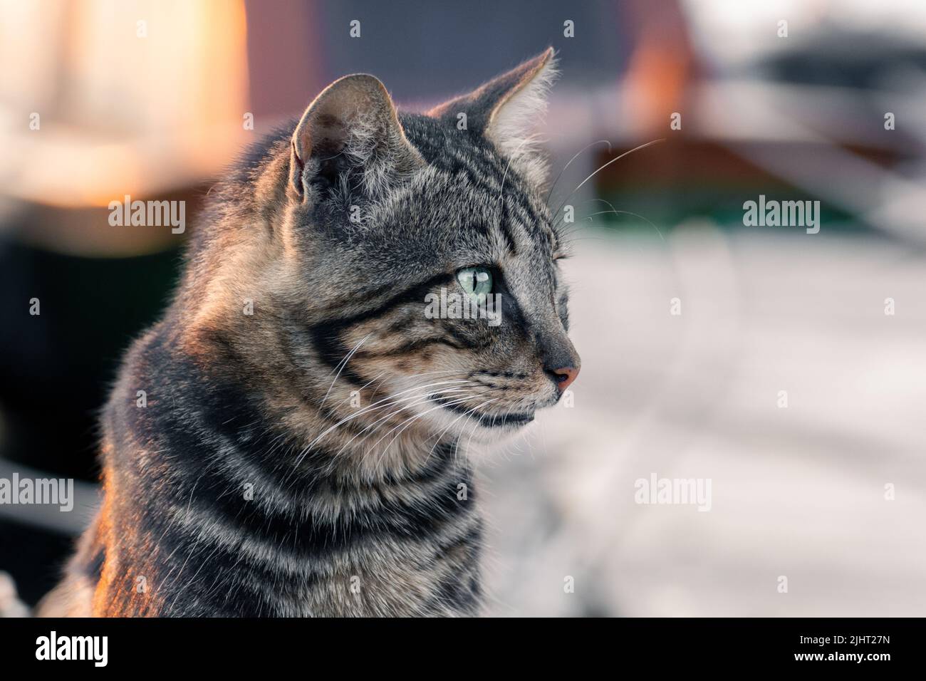 A closeup shot of a cat in the sunset Stock Photo