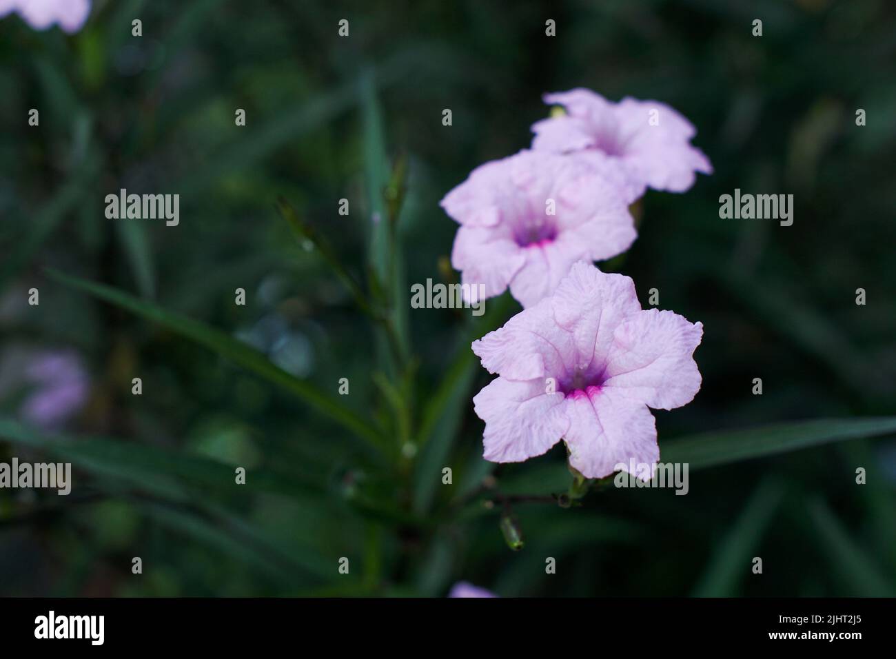 A closeup of blooming pink Ruellia flowers isolated in green nature background Stock Photo