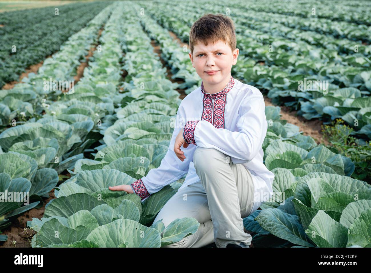 Soft selective focus of guy inembroidered jacket on agro-industrial field of cabbage, green vegetables. Agriculture. Child touches cabbage leaf. Grows food. Ripe harvest. Independence Day of Ukraine. Stock Photo