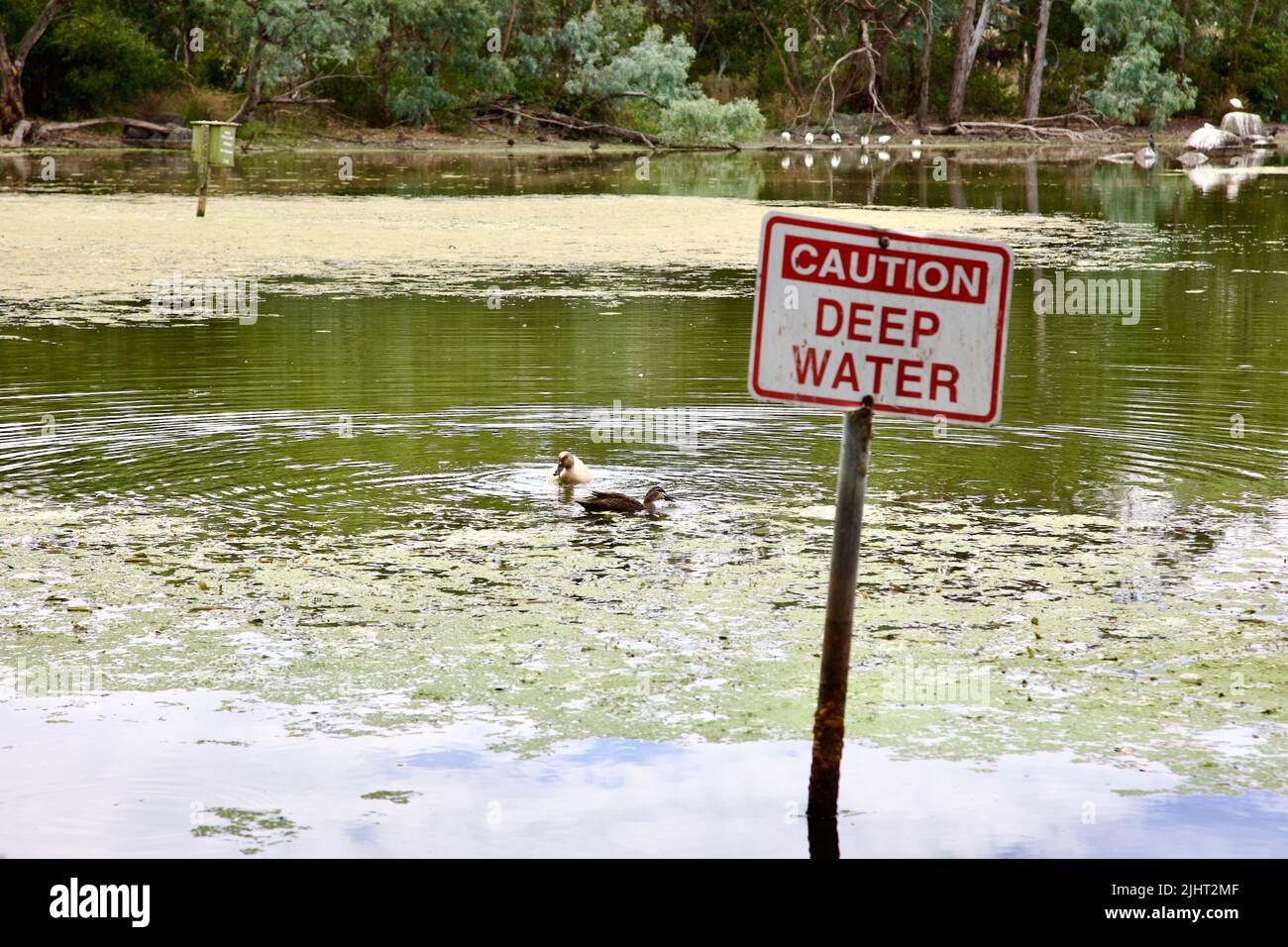 A ducks swimming in a marshy lake with the depth warning sign Stock ...