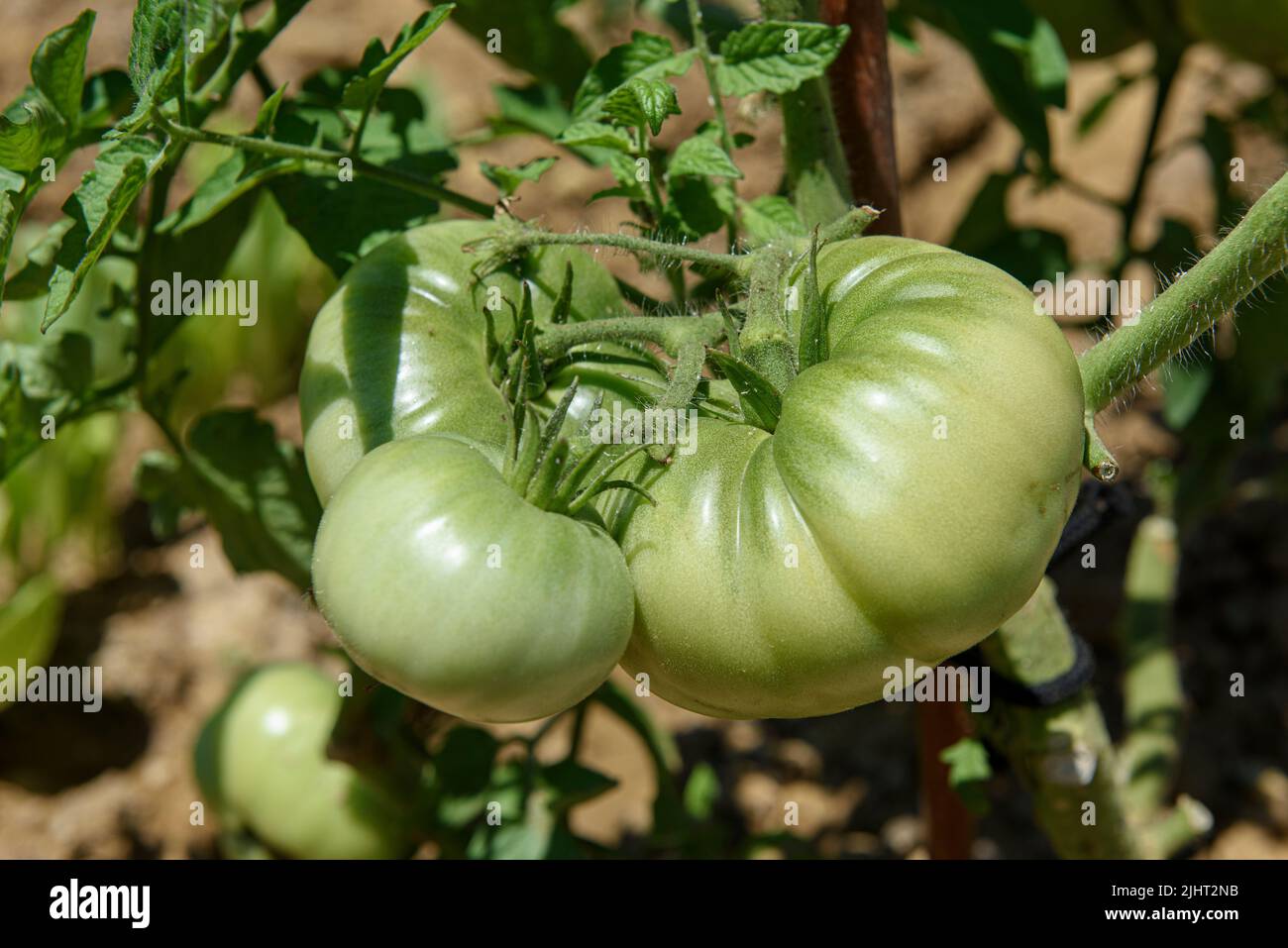 Growing tomatoes fruits from organic Tomato plantation or field, crops