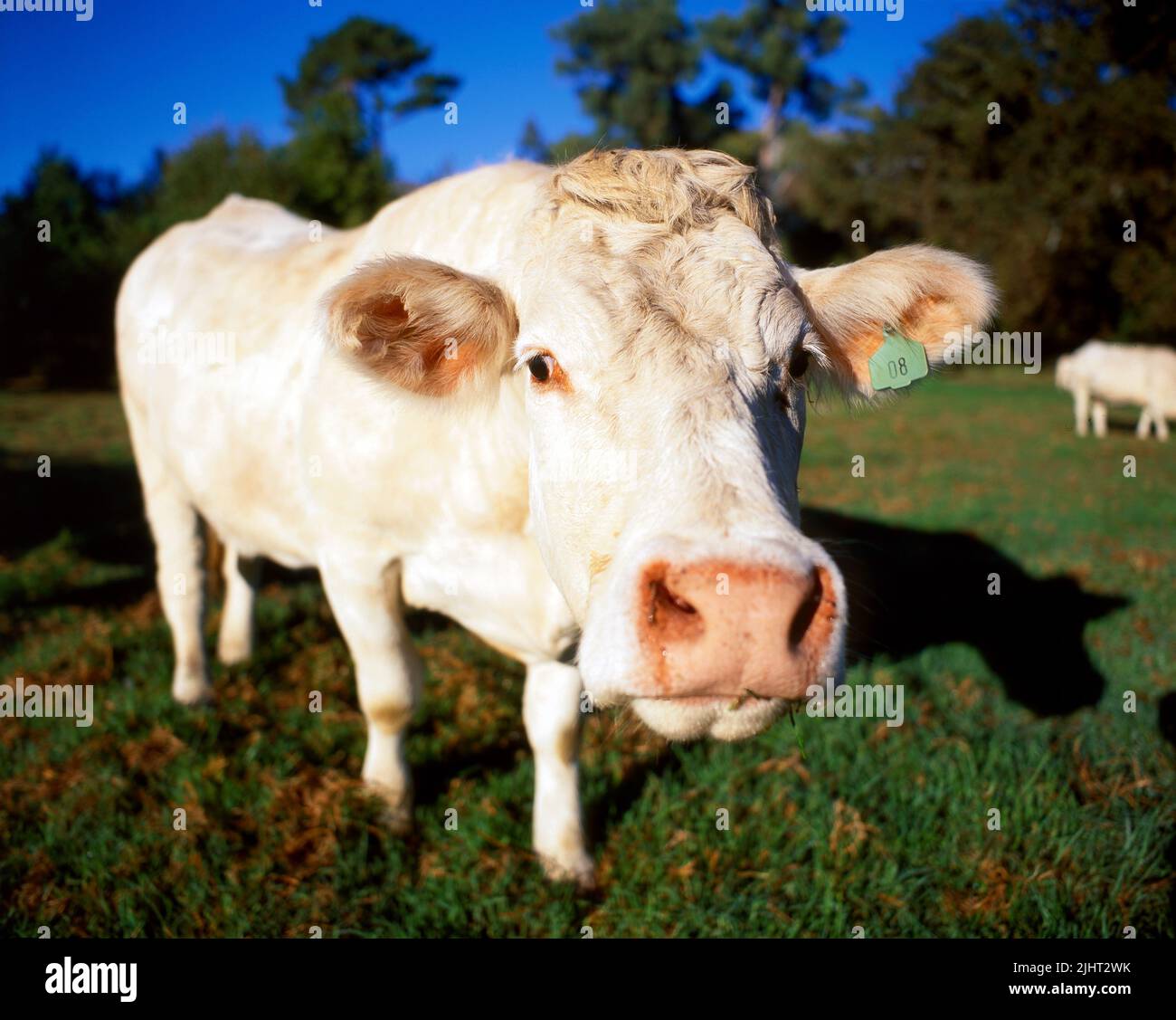 Close up jersey cow hi-res stock photography and images - Alamy