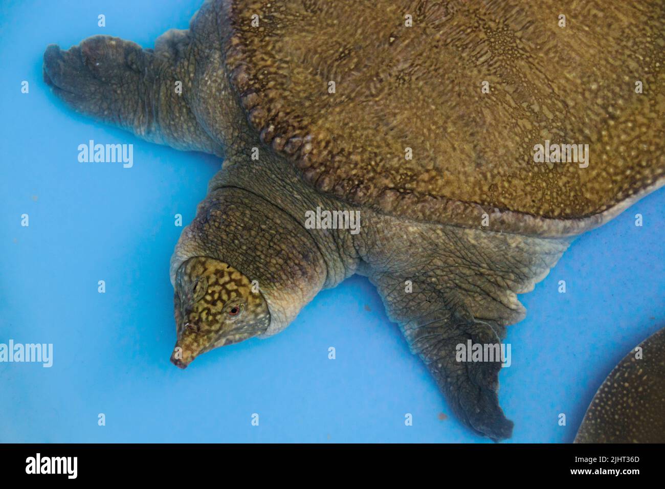 A rare Asiatic softshell turtle or black-rayed softshell turtle (Amyda cartilaginea) rescued from poachers in Cambodia Stock Photo
