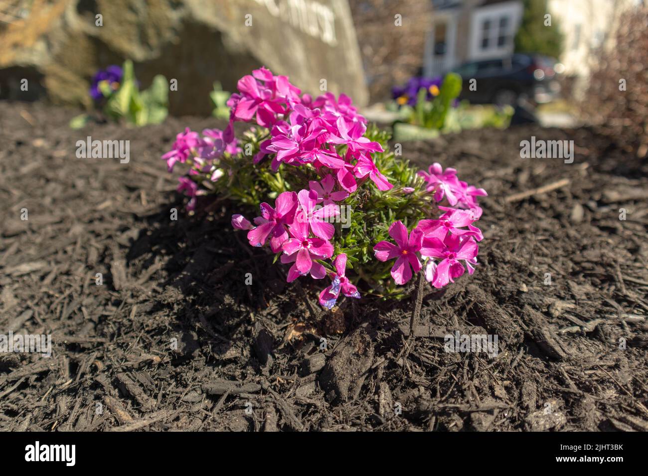 A close-up of beautiful pink phlox flowers growing in the garden Stock ...