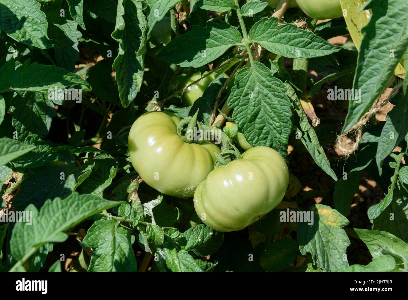 Growing tomatoes fruits from organic Tomato plantation or field, crops