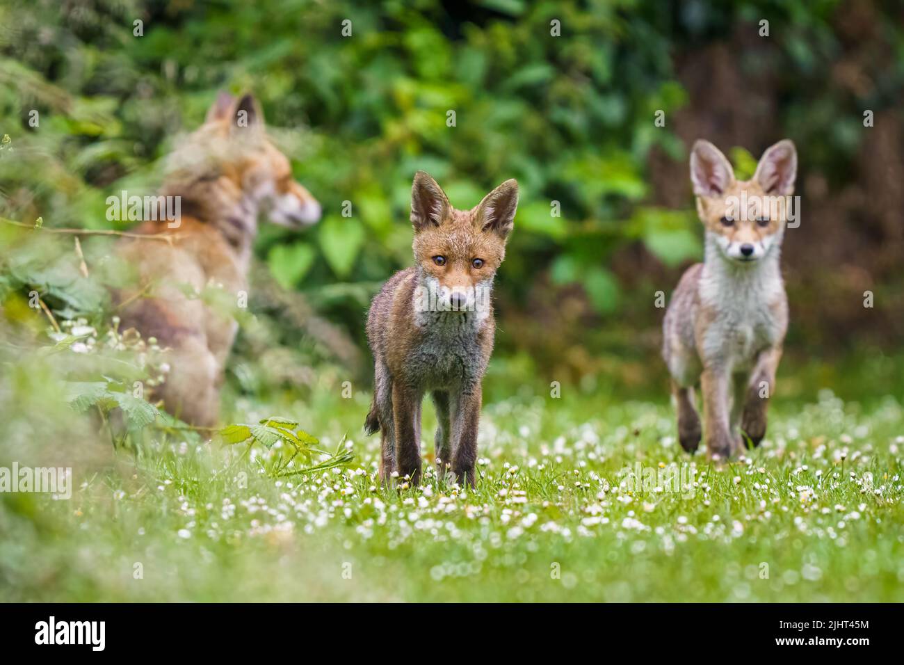 A family of foxes (Vulpes vulpes) in an allotment in Wallington, Surrey. Stock Photo