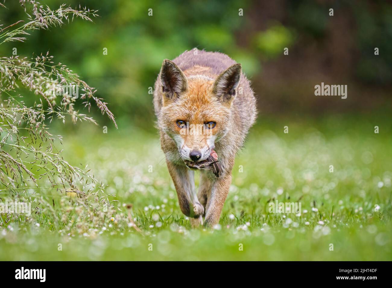 A fox (Vulpes vulpes) in an allotment in Wallington, Surrey. Stock Photo