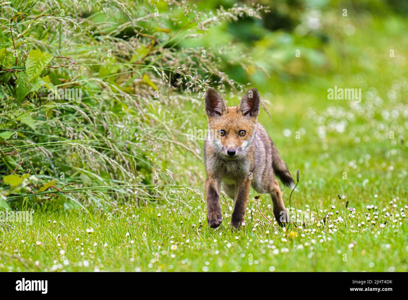A fox (Vulpes vulpes) in an allotment in Wallington, Surrey. Stock Photo