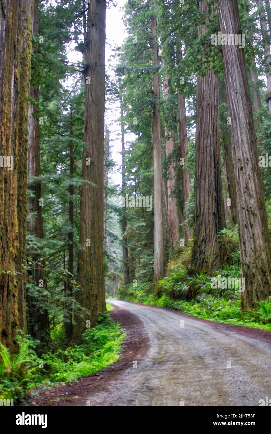 A vertical shot of a road passing through a forest with redwood trees ...