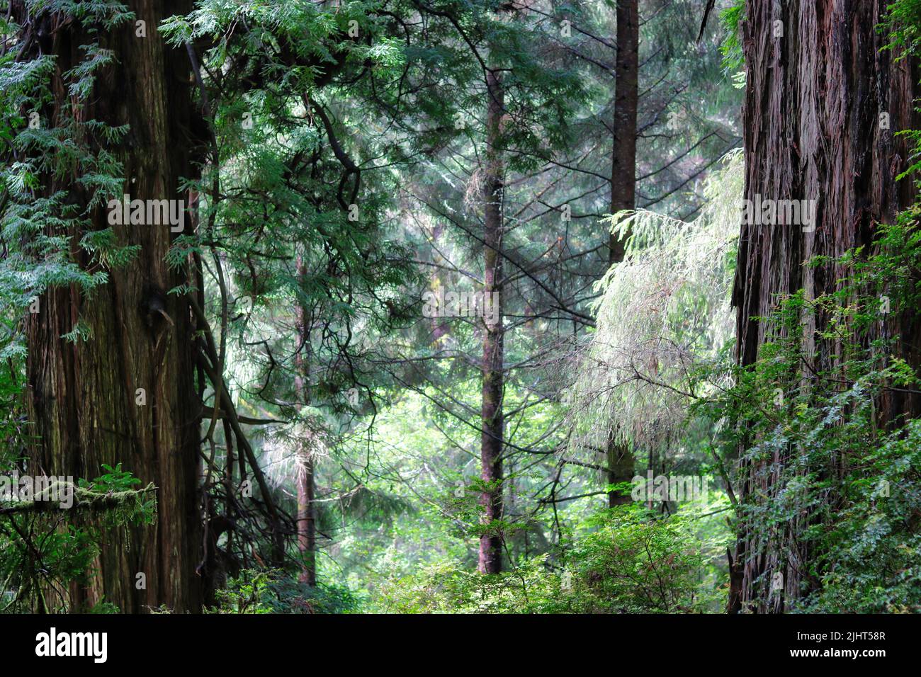 A forest with redwood trees in California during the daytime Stock