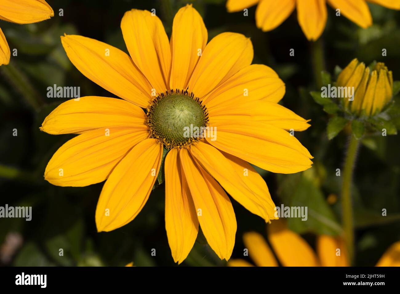 Rudbeckia Goldsturm Stock Photo