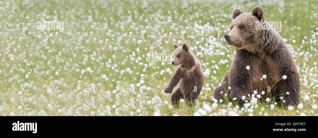 A view of brown bear mother and her small cub in the middle of the ...
