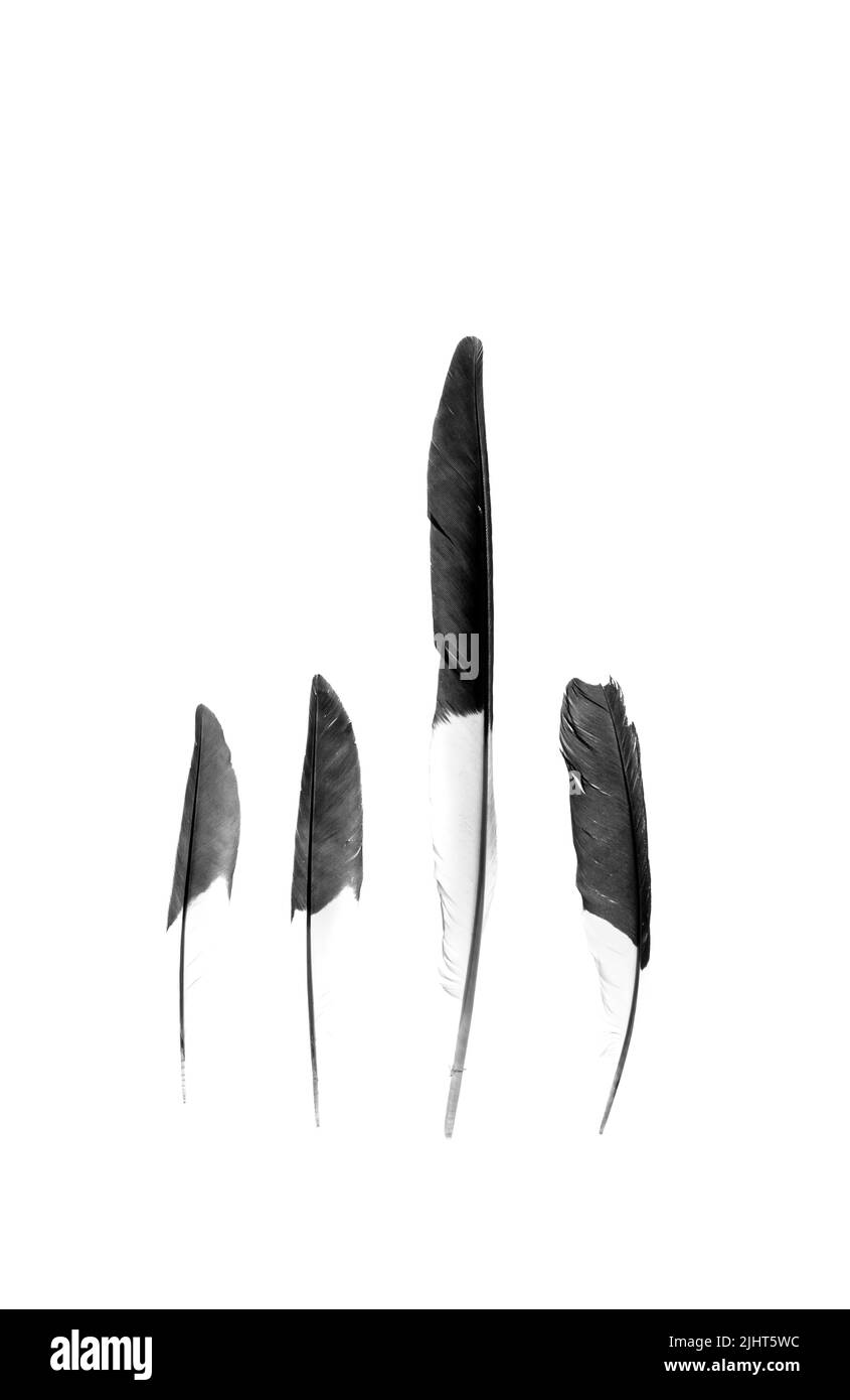 A vertical shot of plumes isolated on a white background Stock Photo