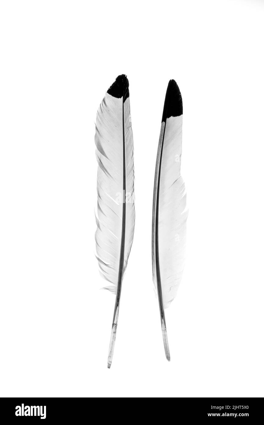 A vertical shot of two plumes isolated on a white background Stock Photo