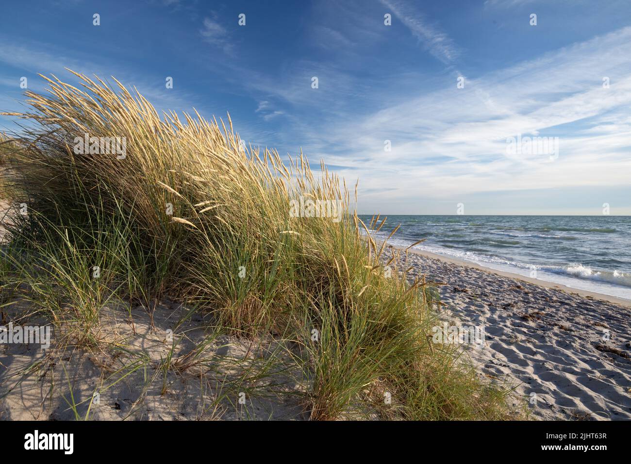 sand dunes with grasses on the western beach of Darss Stock Photo
