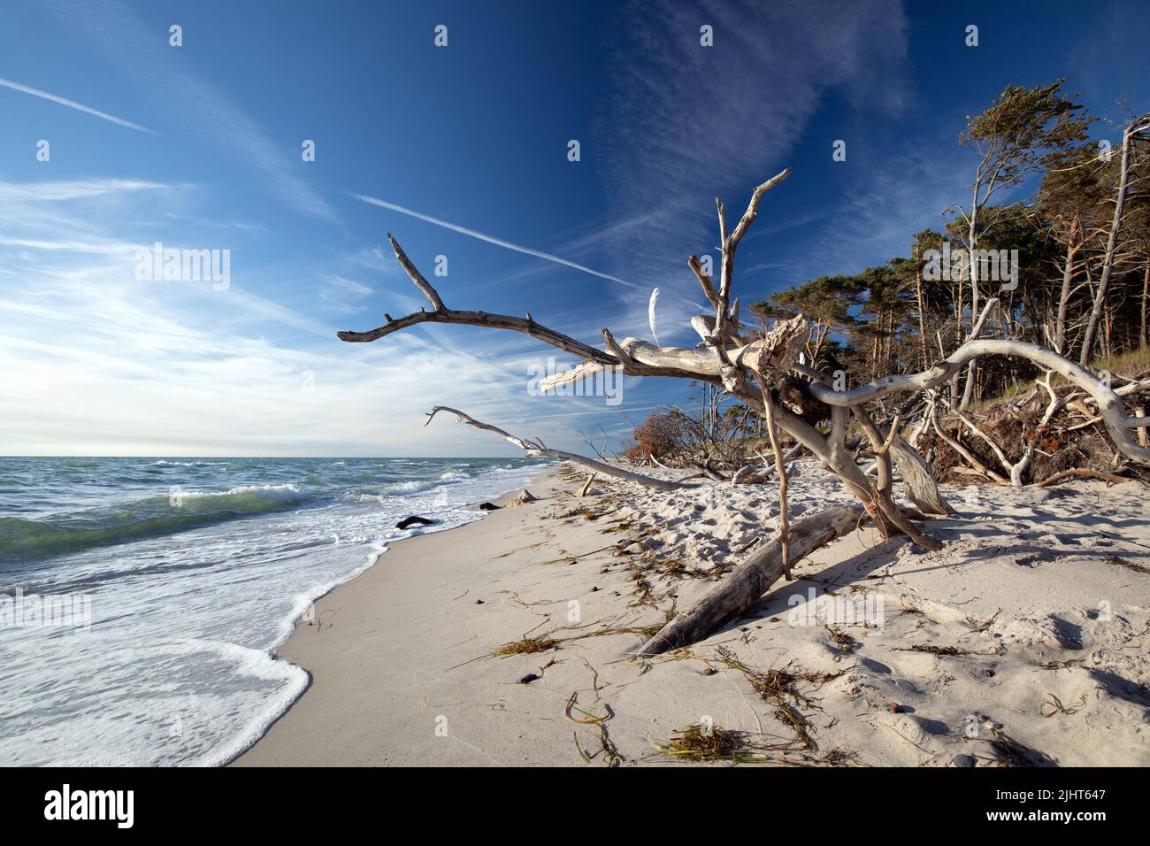 dead wood on the west beach of darss Stock Photo