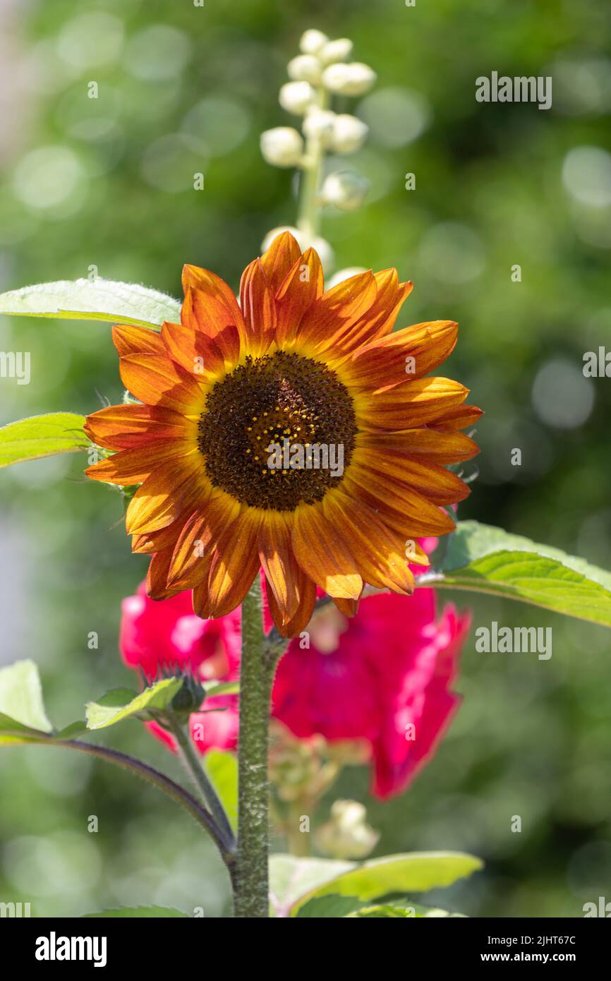 orange sunflower in front of a hollyhock in the garden Stock Photo