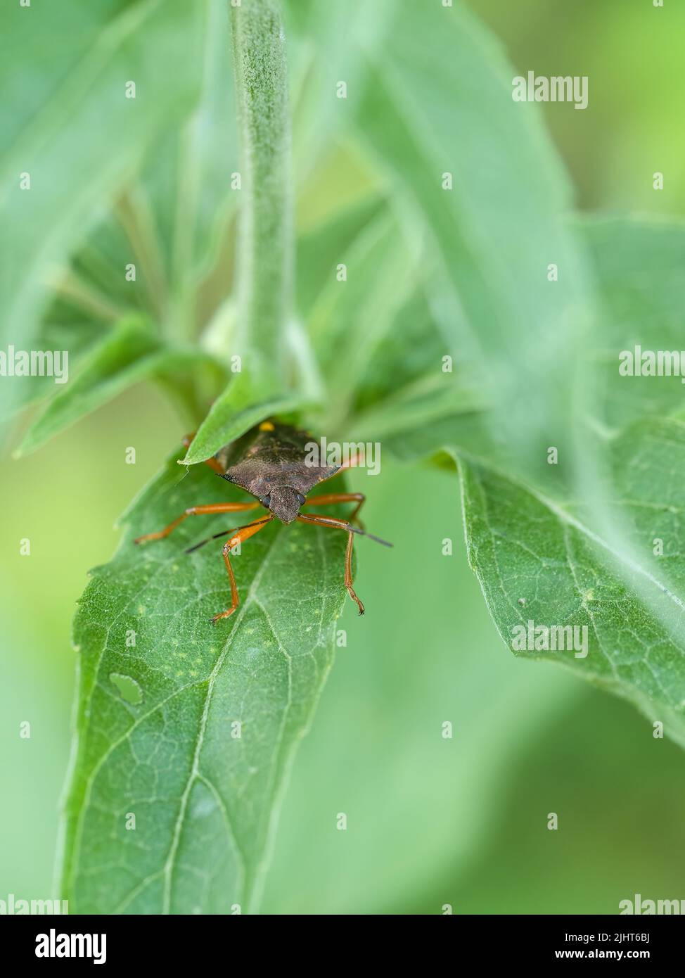 Pentatoma rufipes, Red legged shield bug. Stock Photo