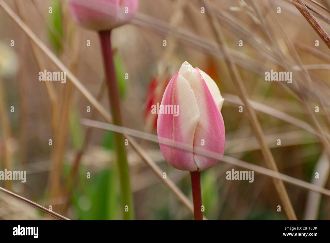 A selective focus shot of pink tulip in the wheat field Stock Photo - Alamy