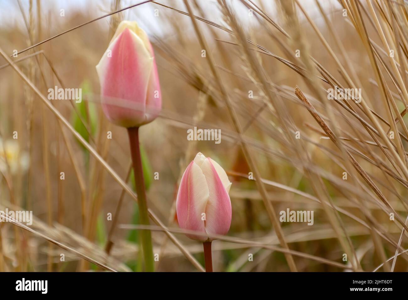 A selective focus shot of pink tulips in the wheat field Stock Photo ...