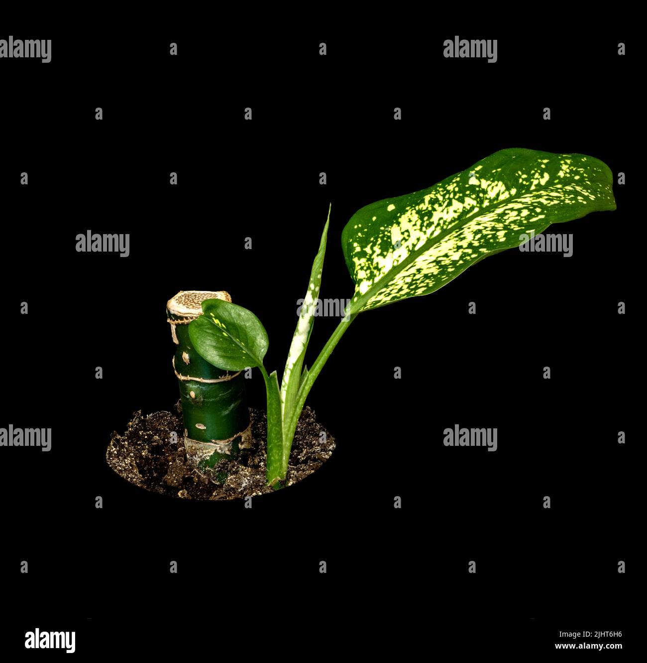 Image of a young shoot of dieffenbachia on a black background Stock Photo