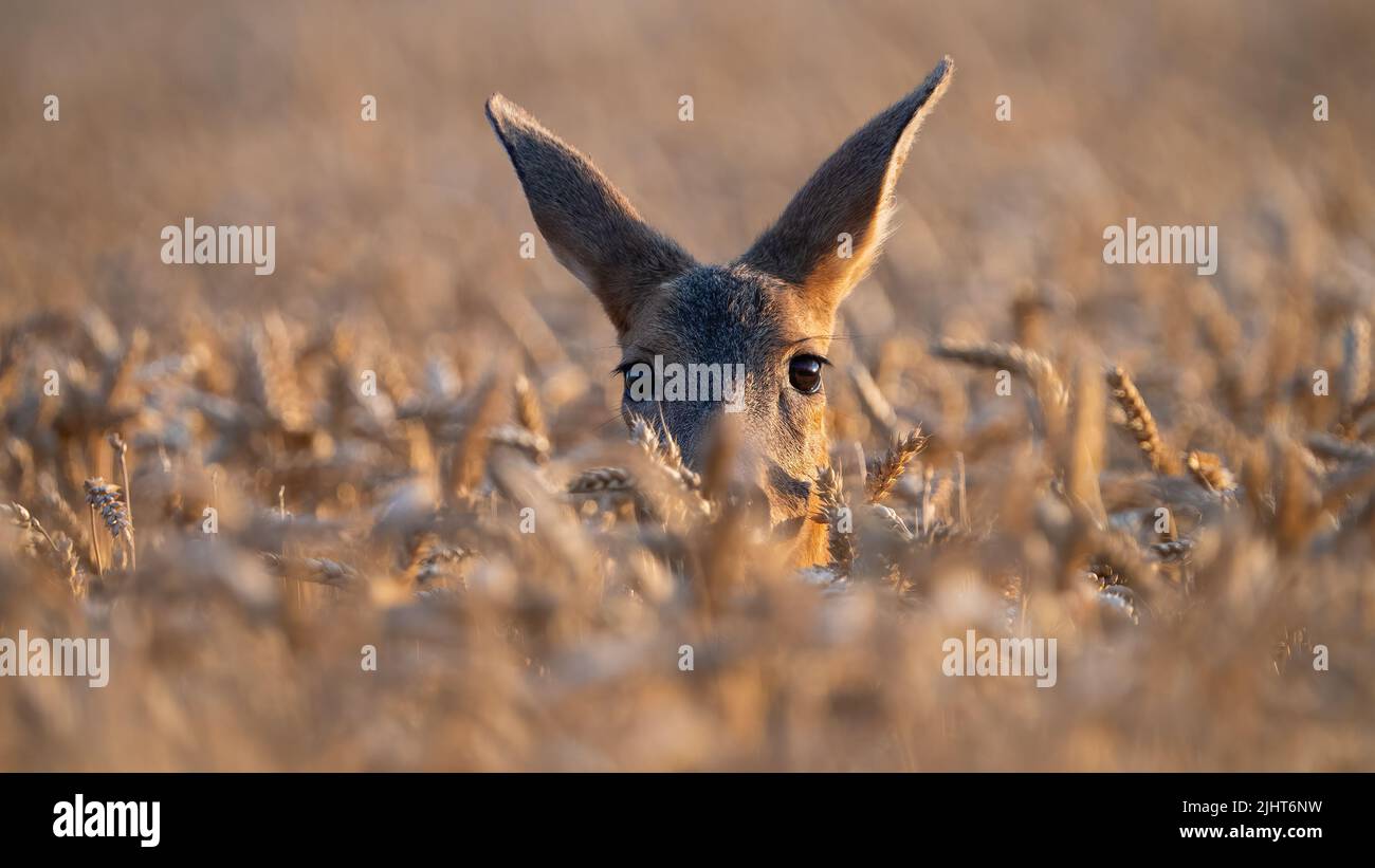 Roe deer female peeking out of the wheat in close up Stock Photo