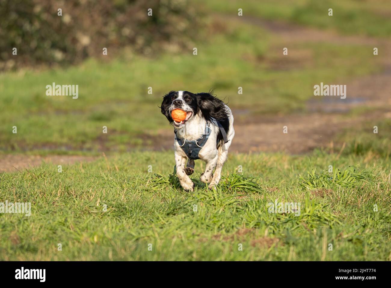 Loki the working cocker spaniel plays fetch in Beddington Park in Sutton, London. Stock Photo