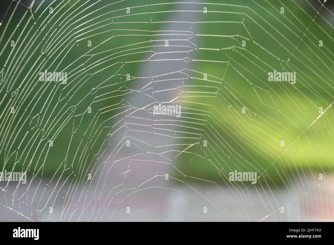 Close Up Of A Spiders  Stock Photo Alamy