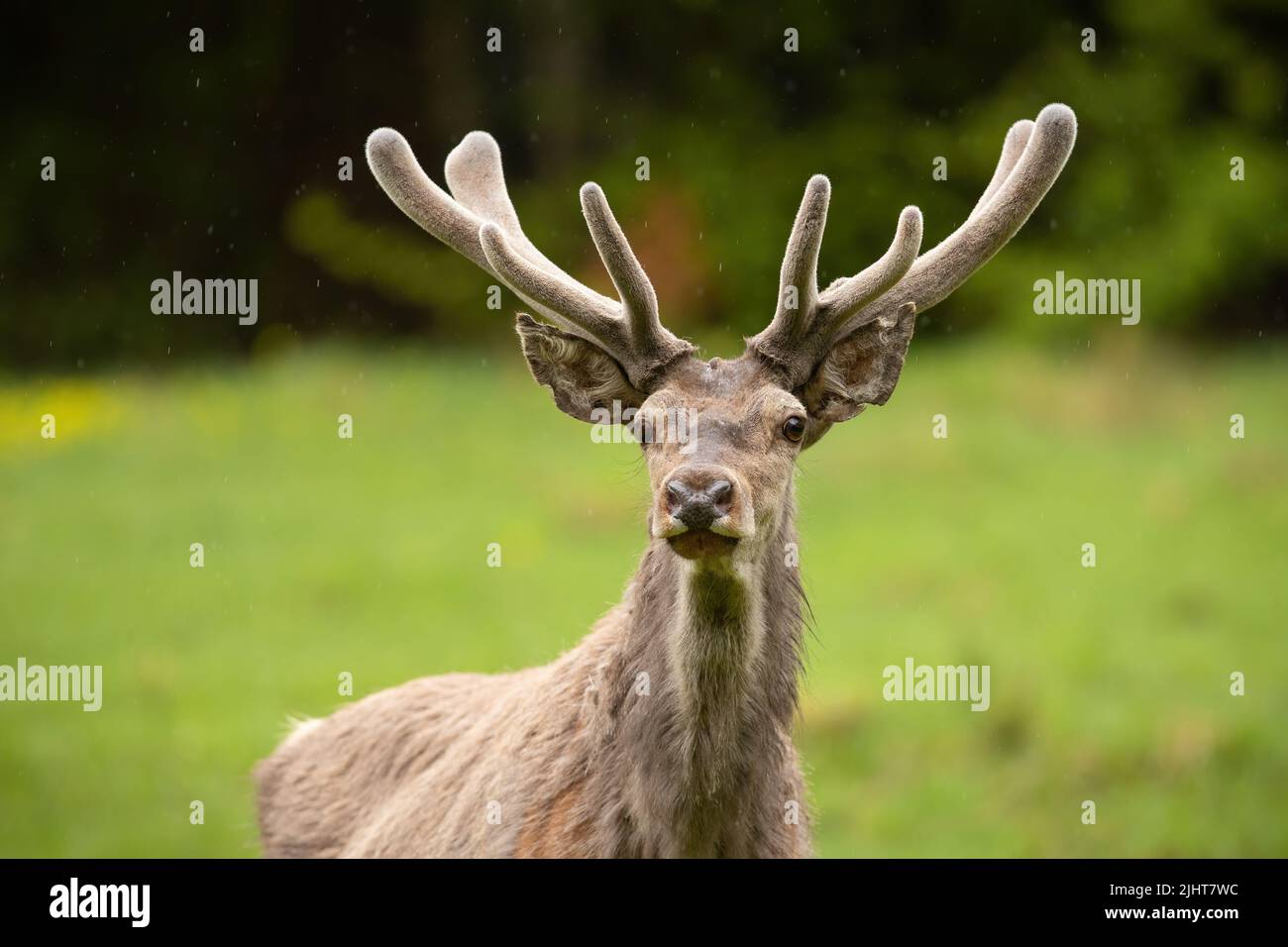 Red deer with new growing antlers watching on field Stock Photo